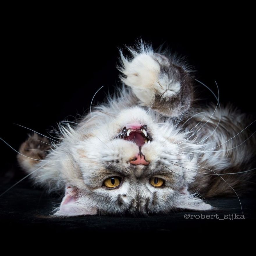 Maine-Coon-Cat-Photography-Felis-Gallery-Robert-Sijka