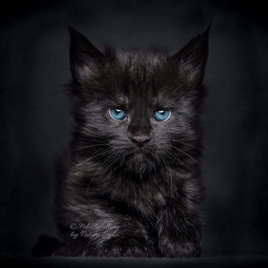 Maine-Coon-Cat-Photography-Felis-Gallery-Robert-Sijka