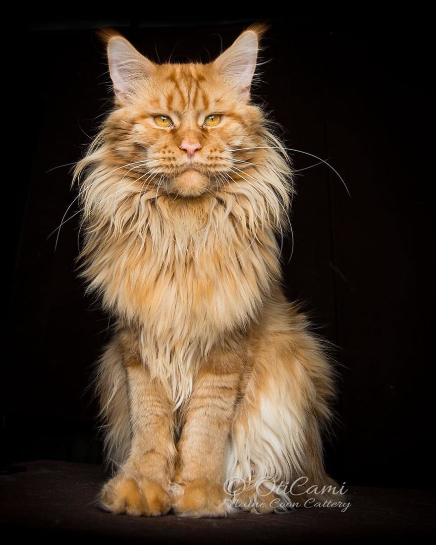 Maine-Coon-Cat-Photography-Felis-Gallery-Robert-Sijka