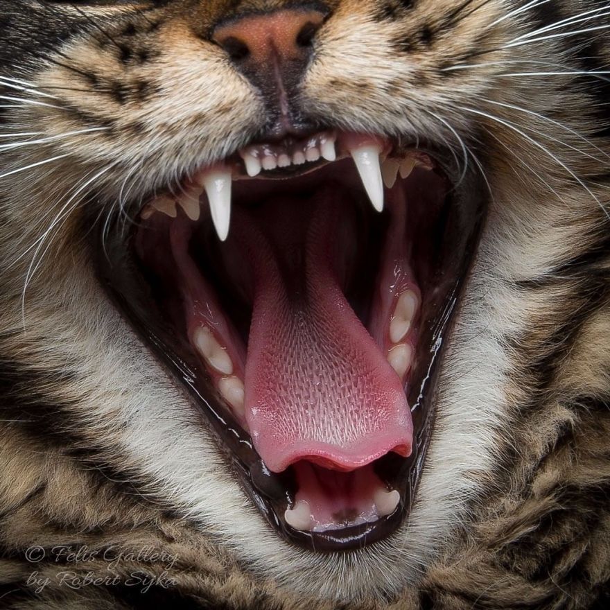 Maine-Coon-Cat-Photography-Felis-Gallery-Robert-Sijka