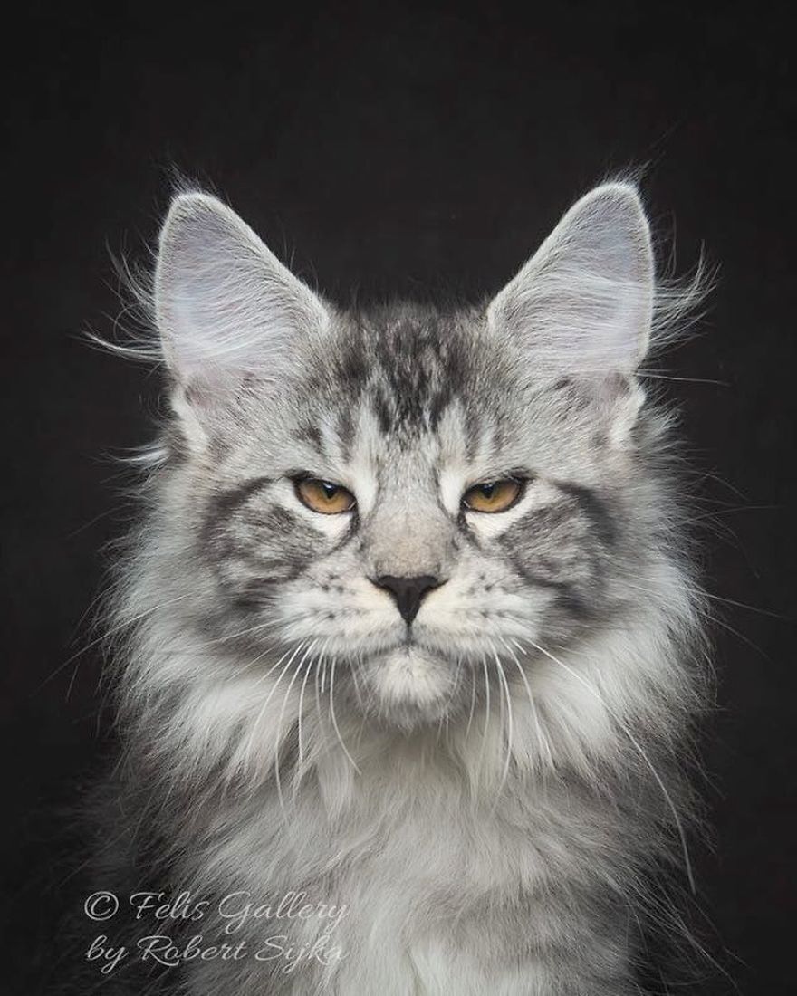 Maine-Coon-Cat-Photography-Felis-Gallery-Robert-Sijka