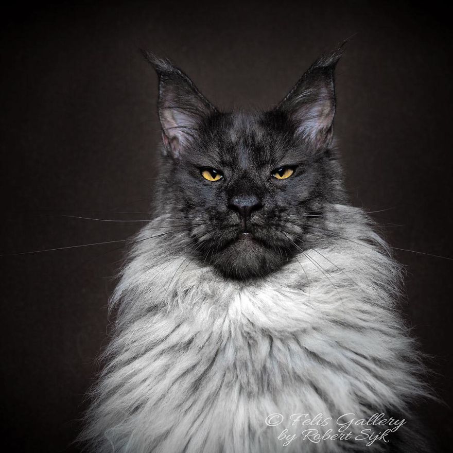 Maine-Coon-Cat-Photography-Felis-Gallery-Robert-Sijka