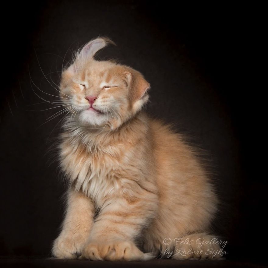 Maine-Coon-Cat-Photography-Felis-Gallery-Robert-Sijka