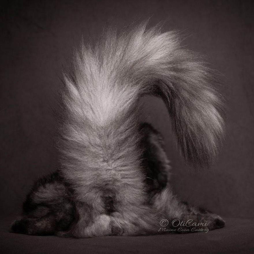 Maine-Coon-Cat-Photography-Felis-Gallery-Robert-Sijka