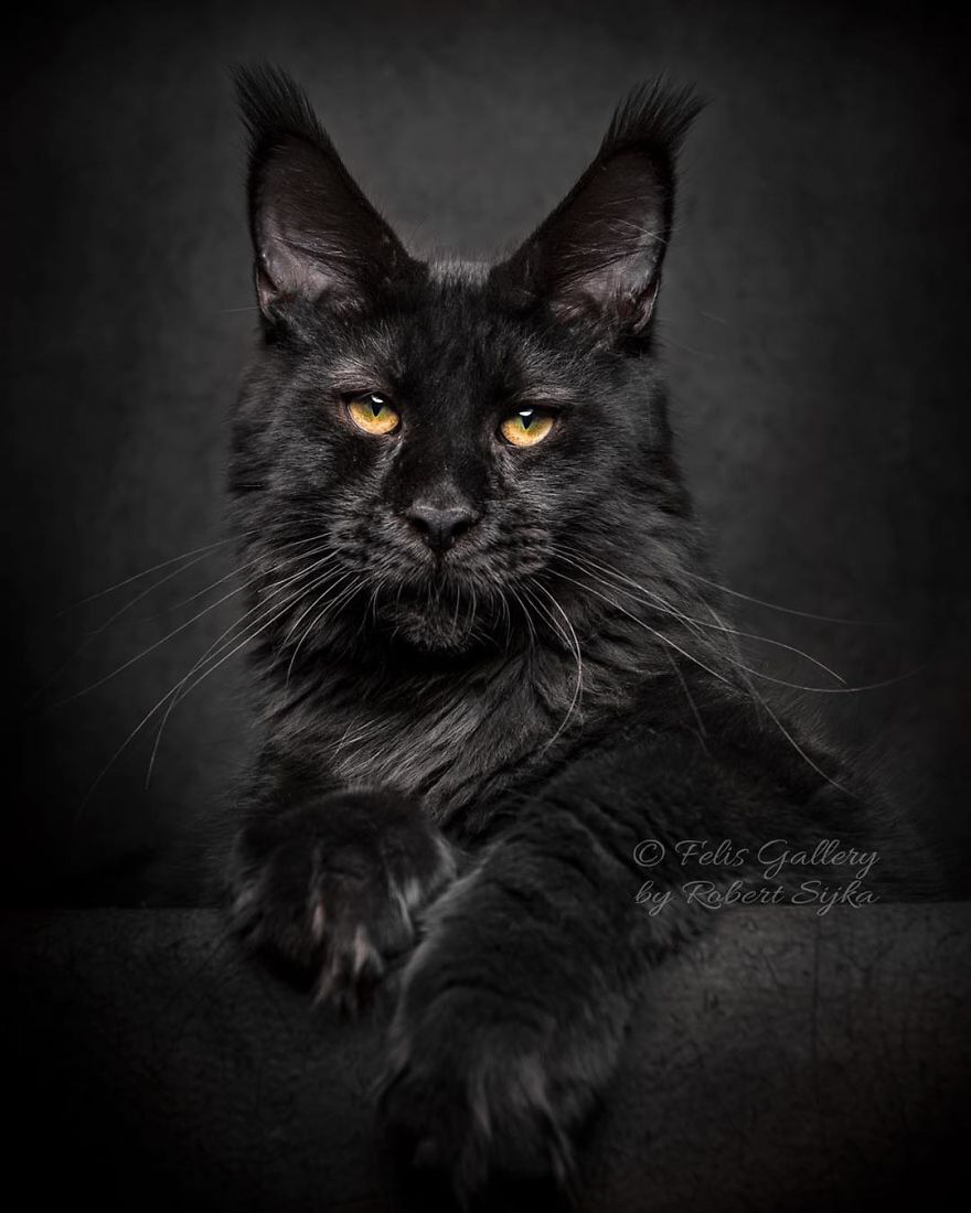 Maine-Coon-Cat-Photography-Felis-Gallery-Robert-Sijka