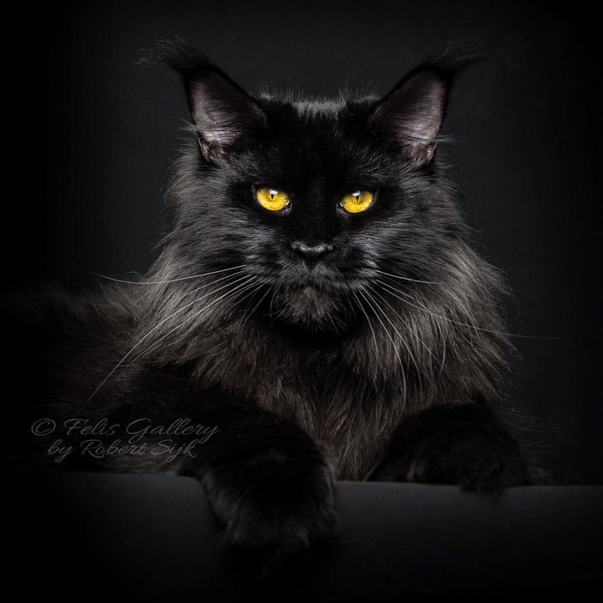 Maine-Coon-Cat-Photography-Felis-Gallery-Robert-Sijka