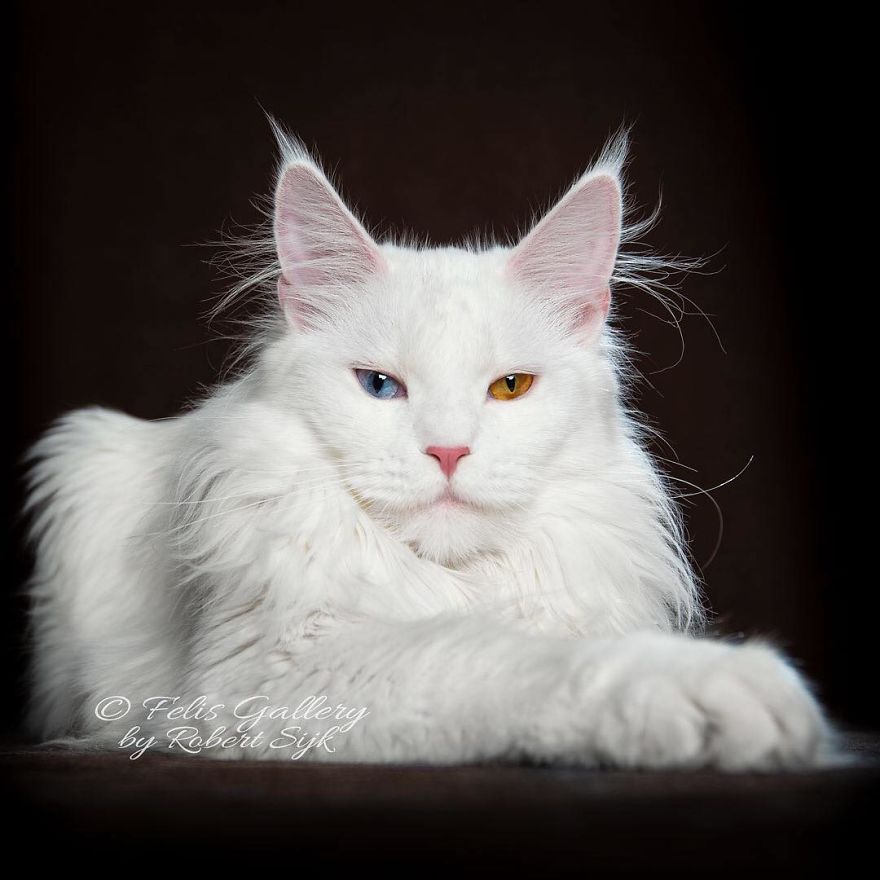 Maine-Coon-Cat-Photography-Felis-Gallery-Robert-Sijka