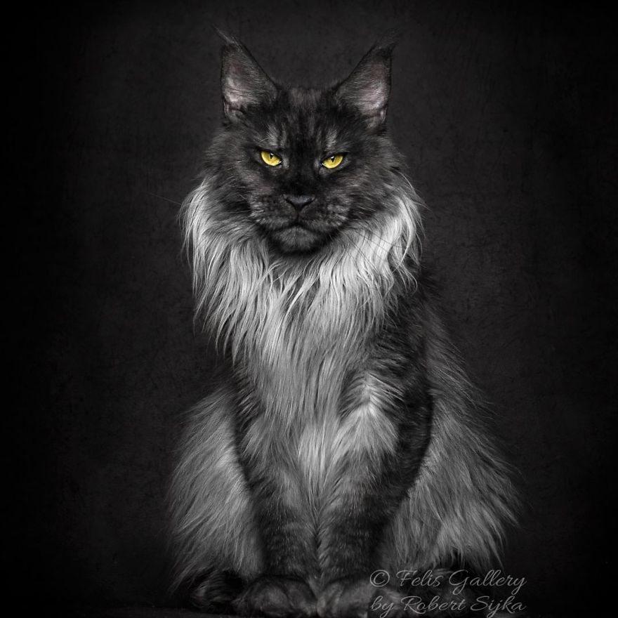 Maine-Coon-Cat-Photography-Felis-Gallery-Robert-Sijka