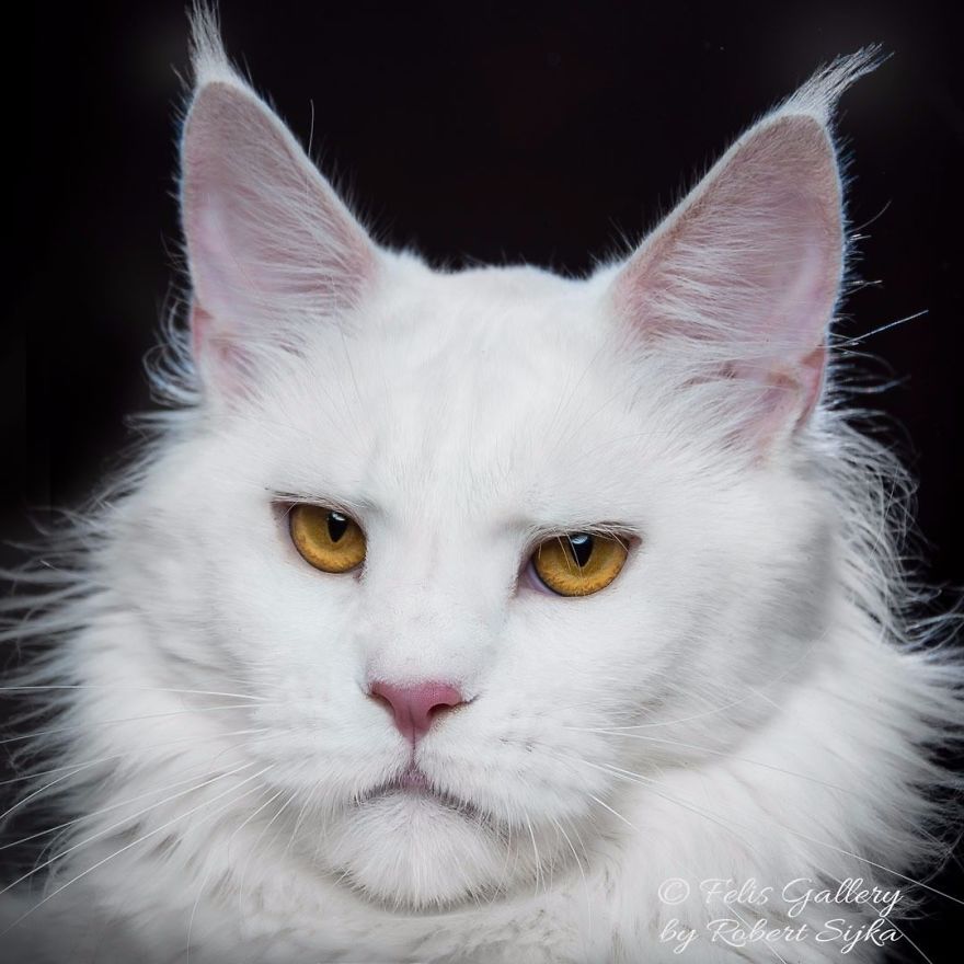 Maine-Coon-Cat-Photography-Felis-Gallery-Robert-Sijka