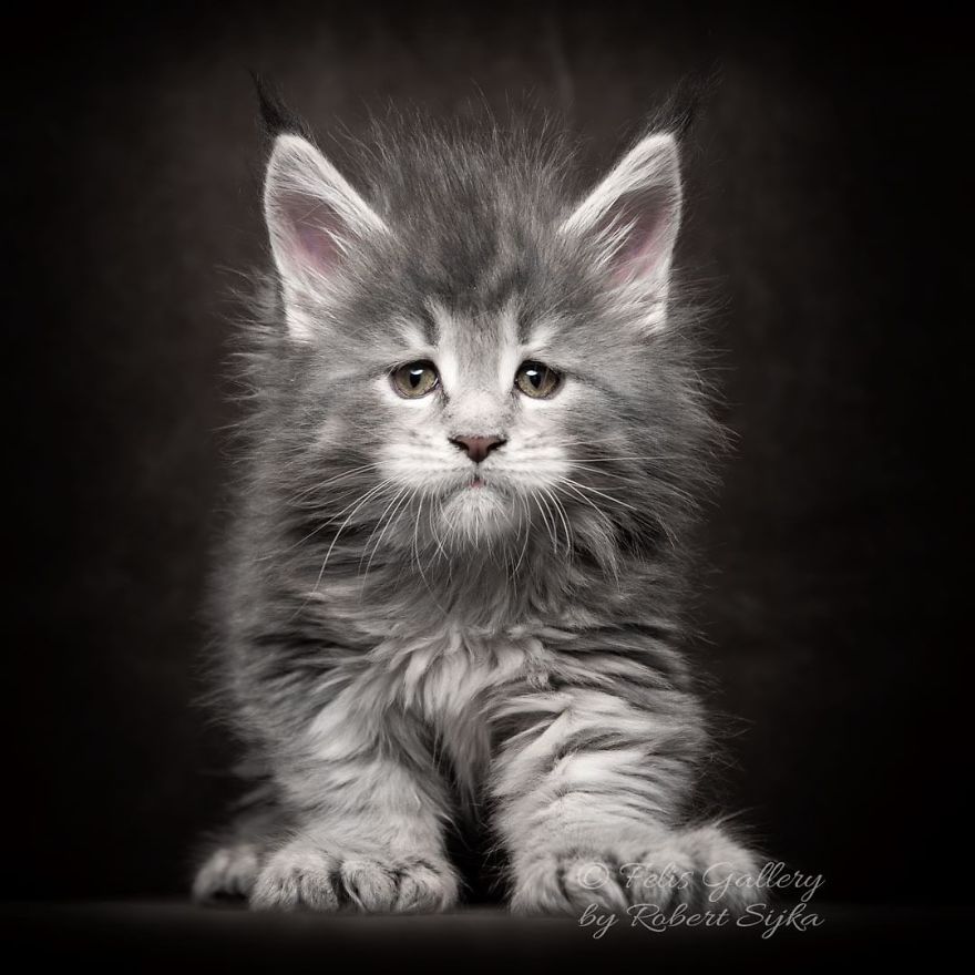 Maine-Coon-Cat-Photography-Felis-Gallery-Robert-Sijka