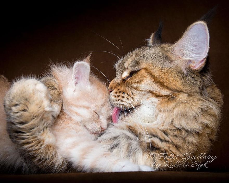 Maine-Coon-Cat-Photography-Felis-Gallery-Robert-Sijka