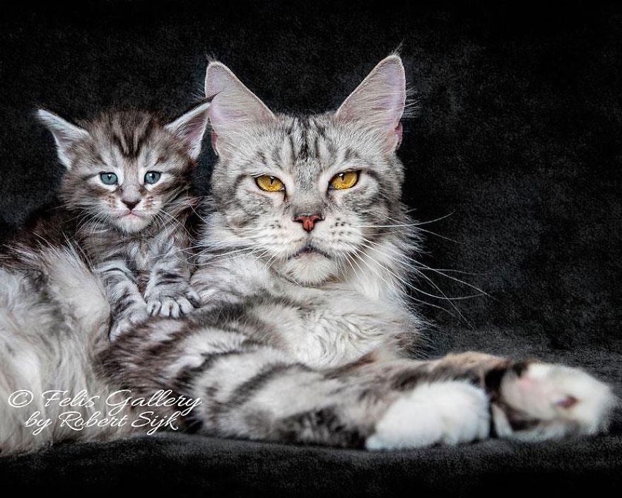 Maine-Coon-Cat-Photography-Felis-Gallery-Robert-Sijka