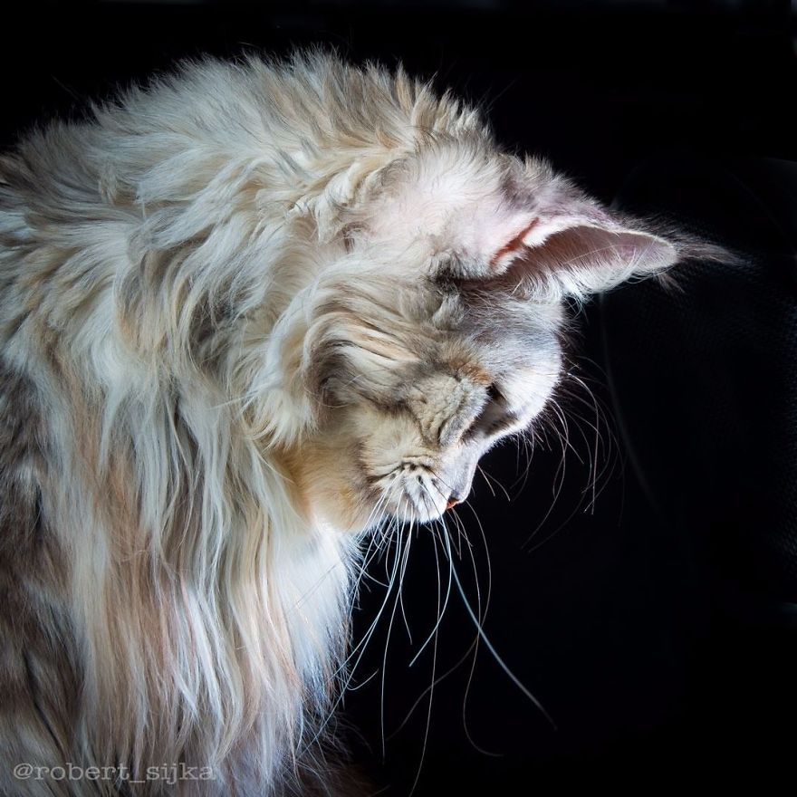 Maine-Coon-Cat-Photography-Felis-Gallery-Robert-Sijka