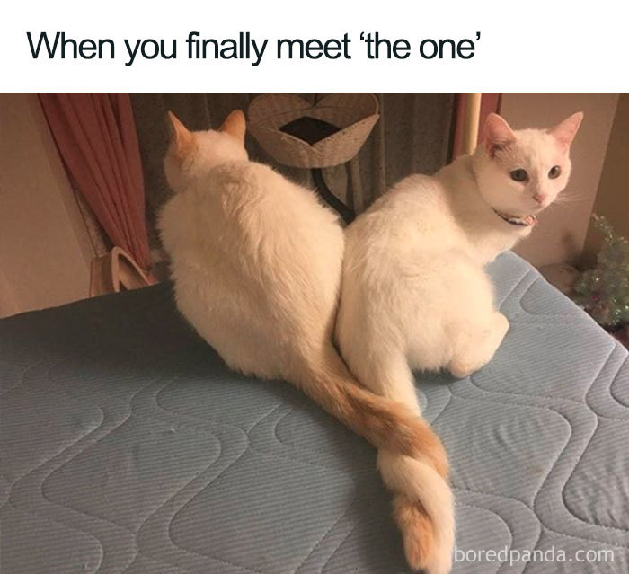 Two cats sitting with tails entwined, symbolizing a wholesome relationship.