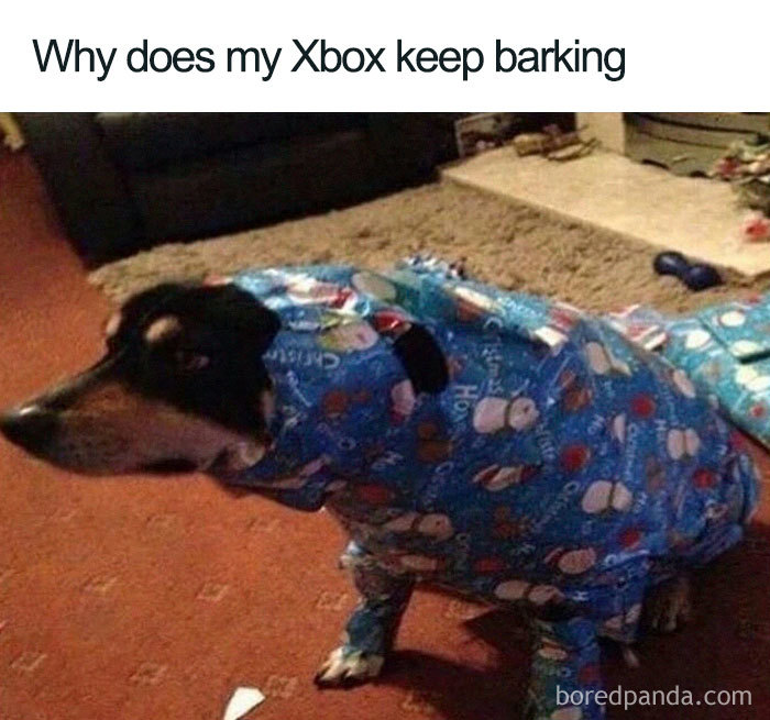 Dog humorously wrapped in Christmas paper with caption, "Why does my Xbox keep barking." Ideal for Christmas memes.