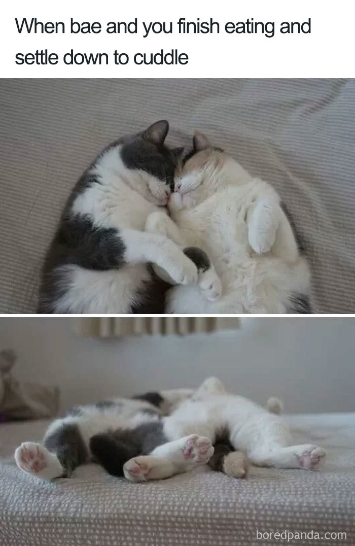Two cats cuddling on a bed, embodying a wholesome relationship meme theme.
