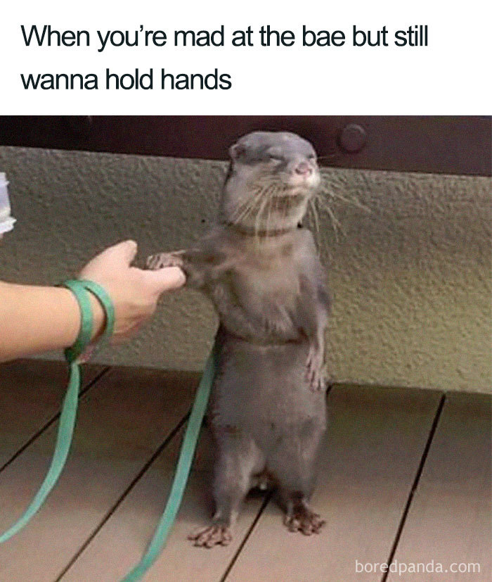 An otter holding hands with a person, capturing a wholesome relationship moment.