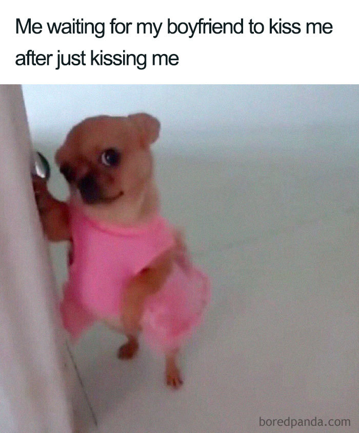 A small dog in a pink dress waits by the door, embodying a wholesome relationship meme.