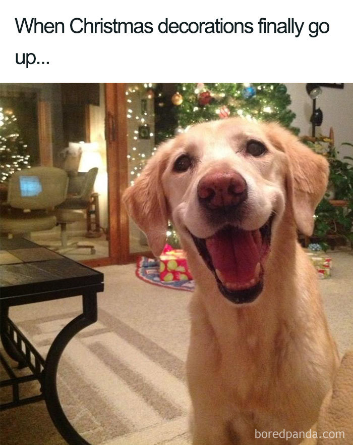 Happy dog next to a Christmas tree, capturing the joy of hilarious Christmas memes.