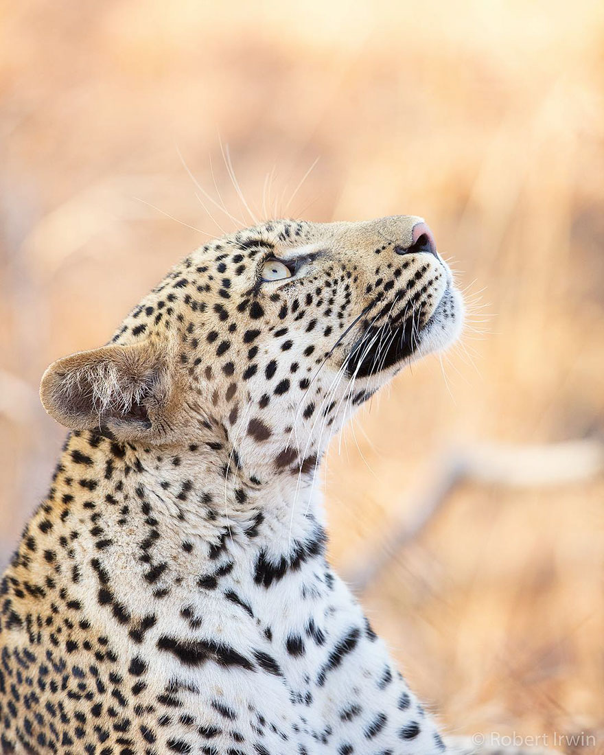 New-Wildlife-Photography-Robert-Irwin