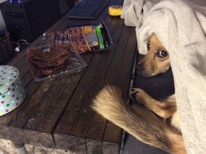 People Share 68 Hilarious Habits Their Pets Have And They're Too Good