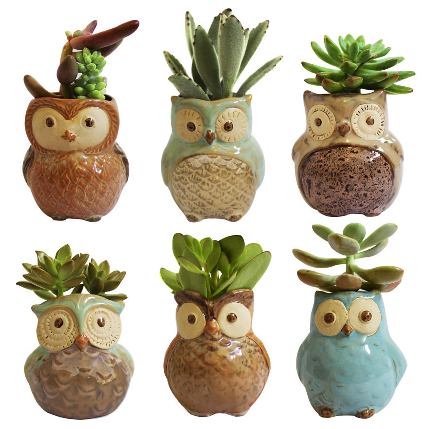 I Combined My Passions Of Art, Design And Plants To Create These Owl Succulent Planters! I Combined My Passions Of Art, Design And Plants To Create These Owl Succulent Planters!