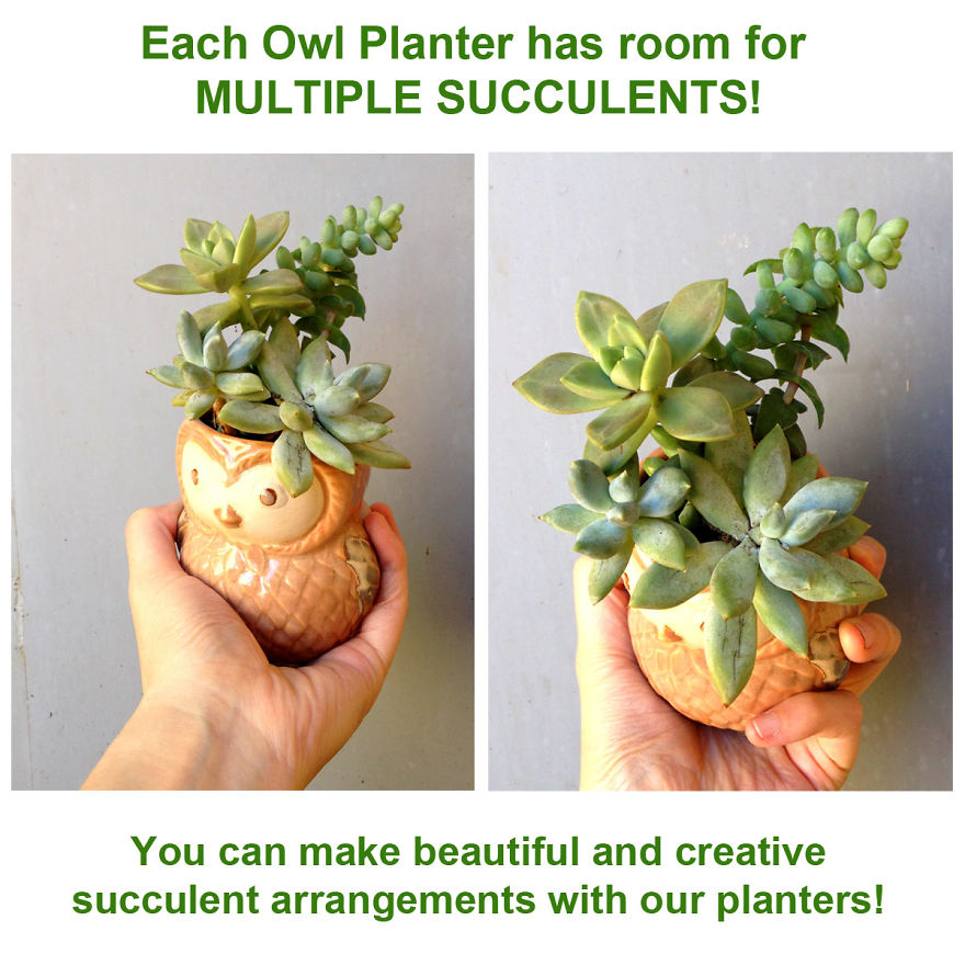 I Combined My Passions Of Art, Design And Plants To Create These Owl Succulent Planters! I Combined My Passions Of Art, Design And Plants To Create These Owl Succulent Planters!