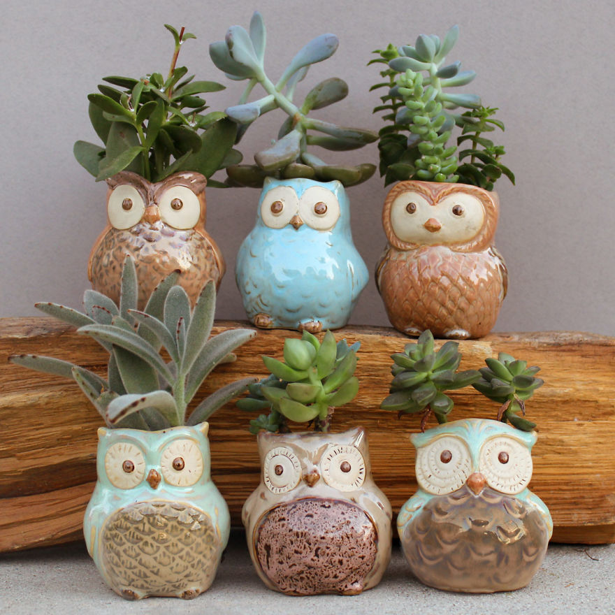 I Combined My Passions Of Art, Design And Plants To Create These Owl Succulent Planters! I Combined My Passions Of Art, Design And Plants To Create These Owl Succulent Planters!