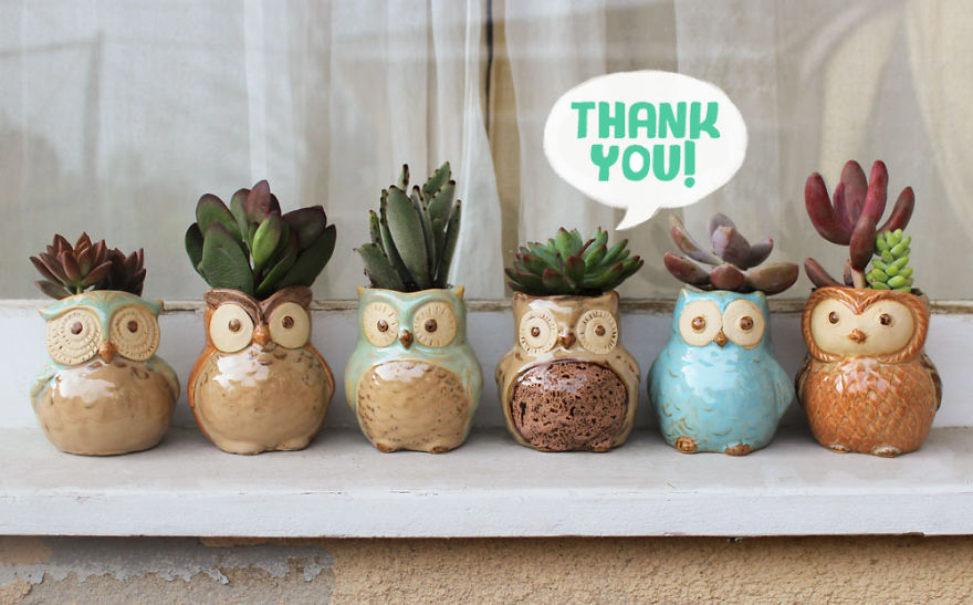 I Combined My Passions Of Art, Design And Plants To Create These Owl Succulent Planters!