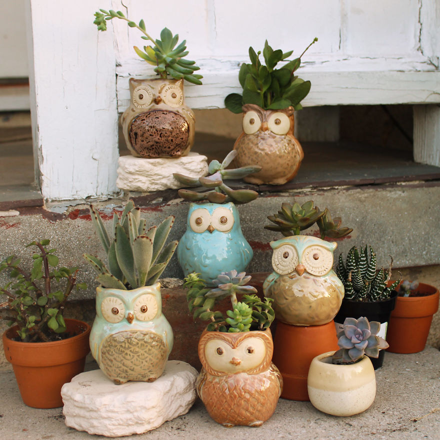 I Combined My Passions Of Art, Design And Plants To Create These Owl Succulent Planters! I Combined My Passions Of Art, Design And Plants To Create These Owl Succulent Planters!