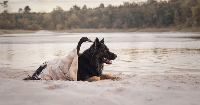 I Capture The Unexpected Friendship Between My Dog And My Duck On Film (25 Pics)
