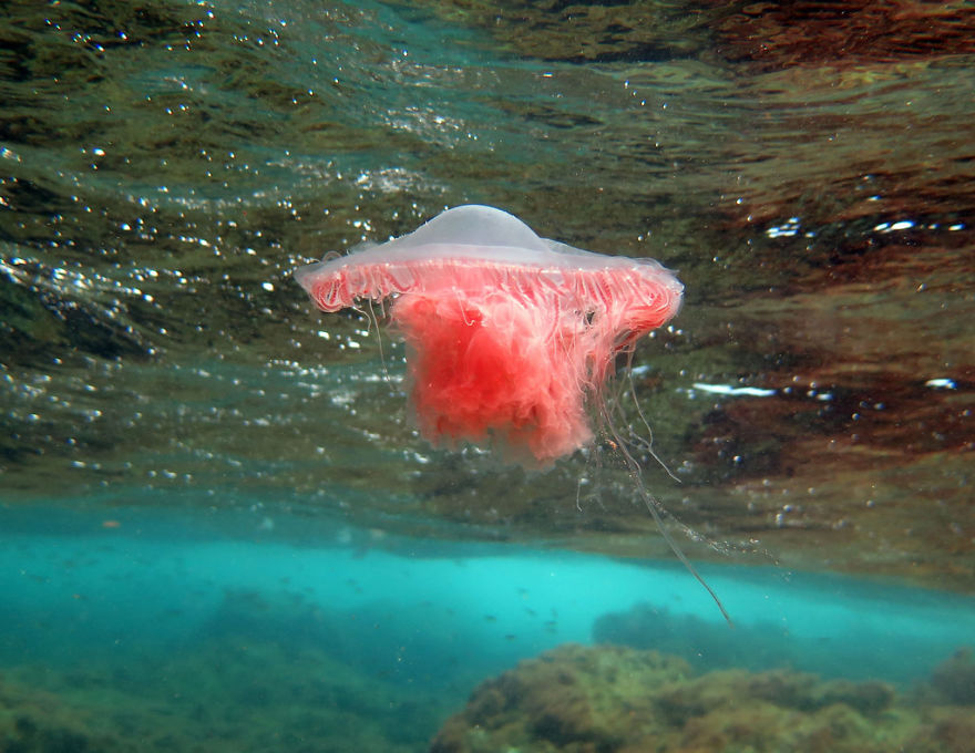 Pink Meanie (Drymonema Larsoni)