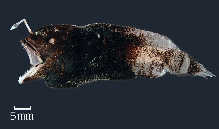 Prickly Dreamer (Spiniphryne Gladisfenae)