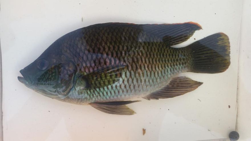 Rainbow Happy (Sargochromis Carlottae)