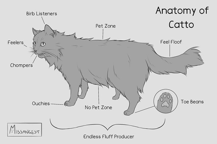 Relatable-Cat-Comics-Missangest