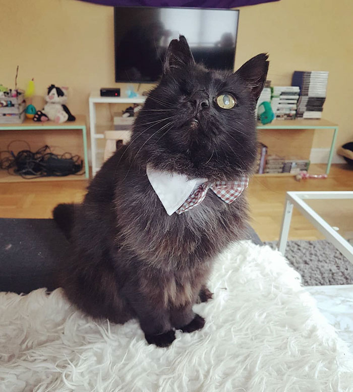 relatable-cat-comics-missangest-25