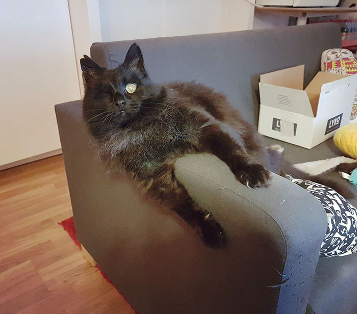 relatable-cat-comics-missangest-29