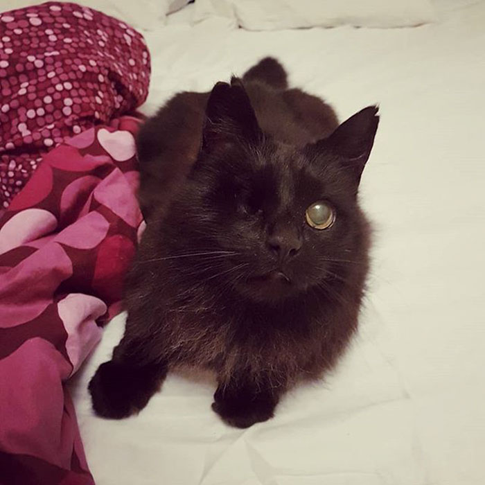 relatable-cat-comics-missangest-31