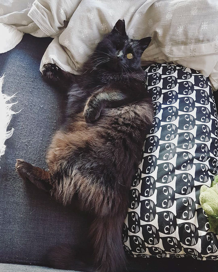 relatable-cat-comics-missangest-32