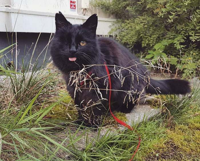 relatable-cat-comics-missangest-33