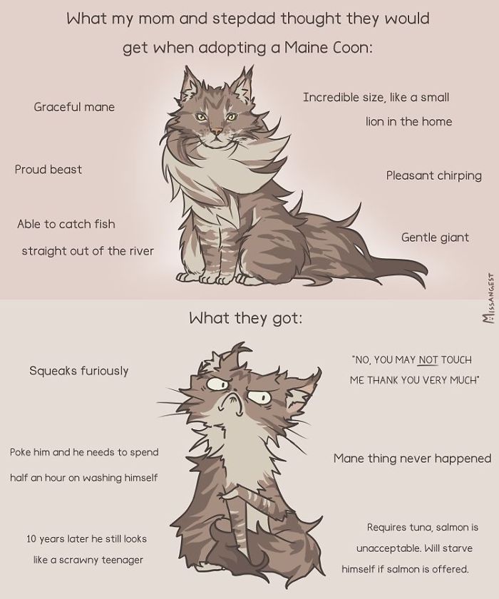 Relatable-Cat-Comics-Missangest