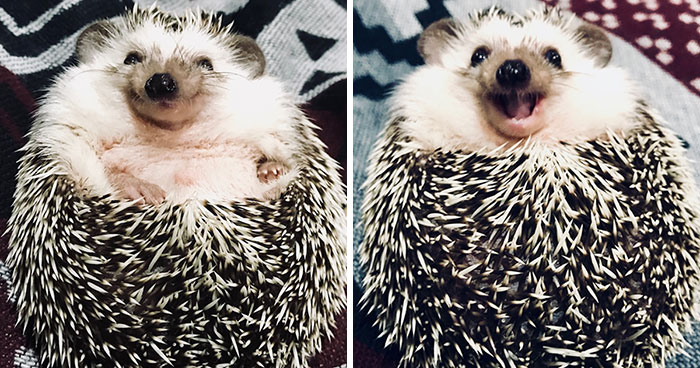 When We Picked Up Our Hedgehog We Thought He Hated Us, But Now He Won’t Stop Smiling