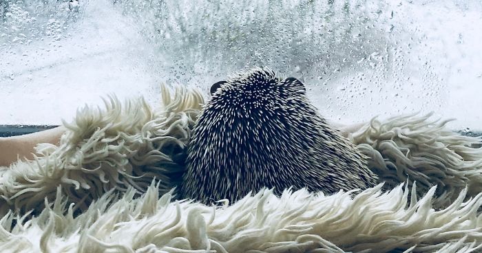 When We Picked Up Our Hedgehog We Thought He Hated Us, But Now He Won’t Stop Smiling