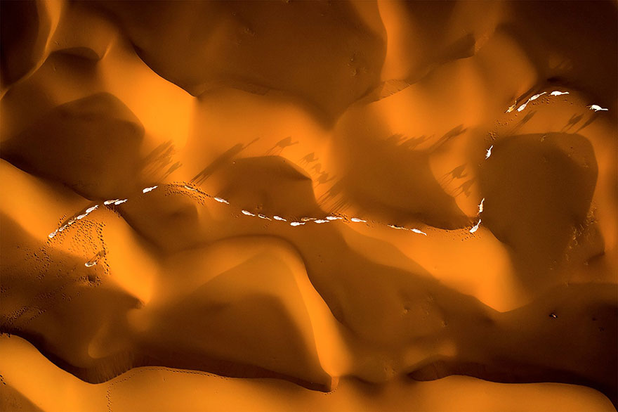 Path Of Camels Across The Sands, Saudi Arabia (Honorable Mention In General Color Category)