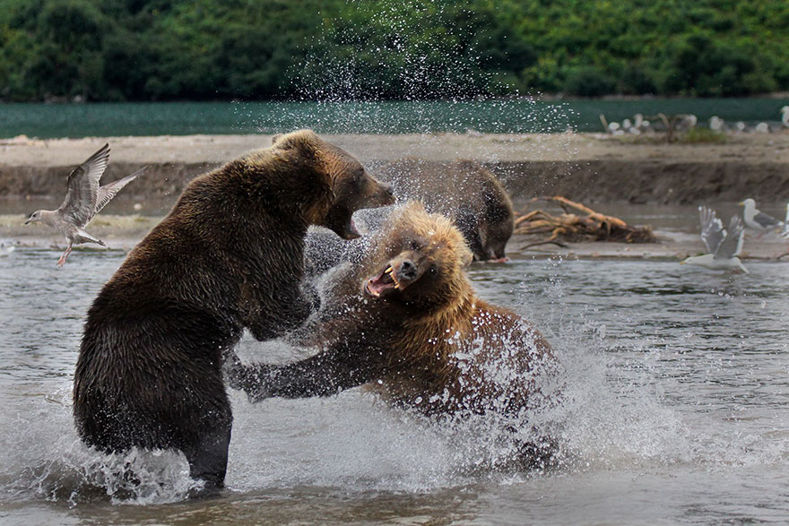 Fighting, Russia (Honorouble Mention In Under 20 Category)