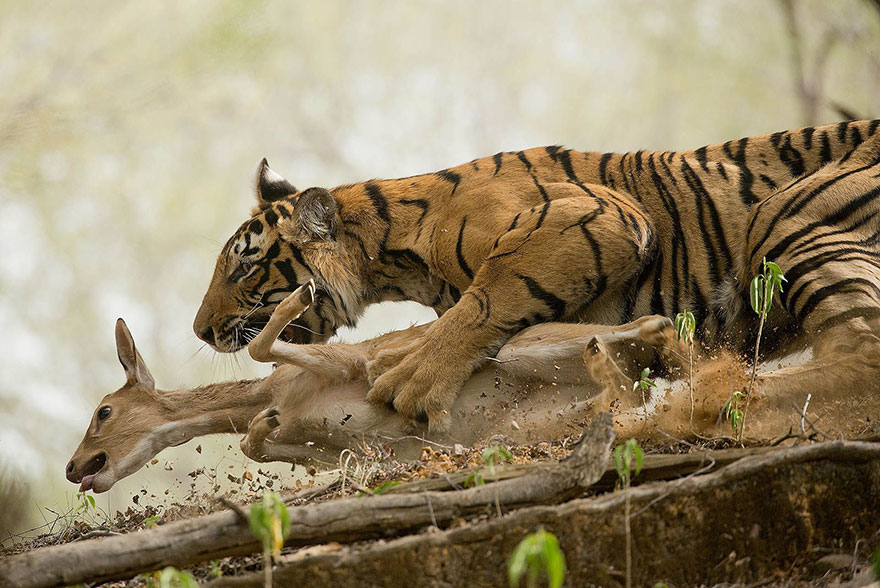 The Hunt, India (2nd Place In Animals In Their Environment Category)