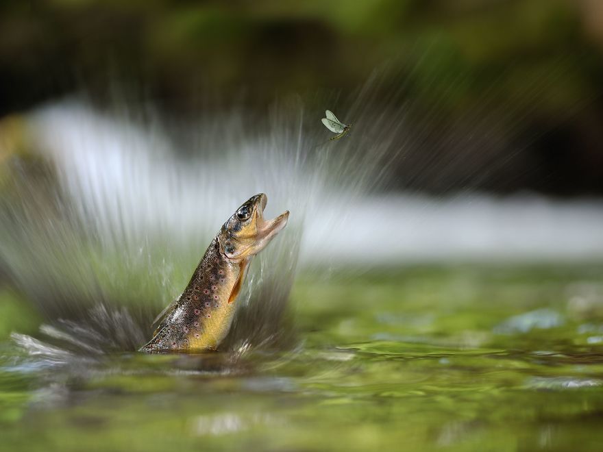 Truit (Remarkable Award In General Color Category)