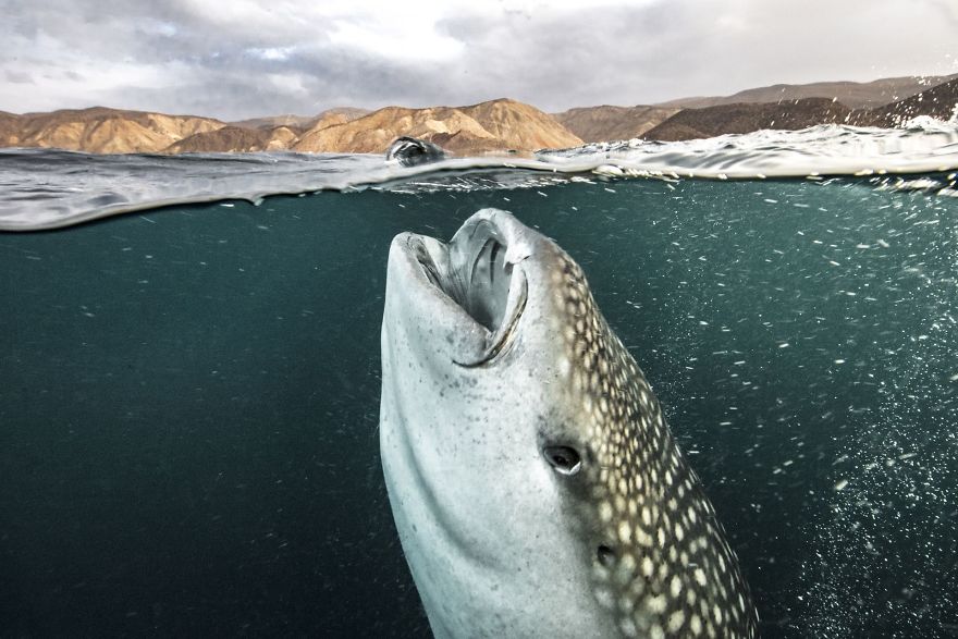 Shark And Mountains (Remarkable Award In The Beauty Of The Nature Category)