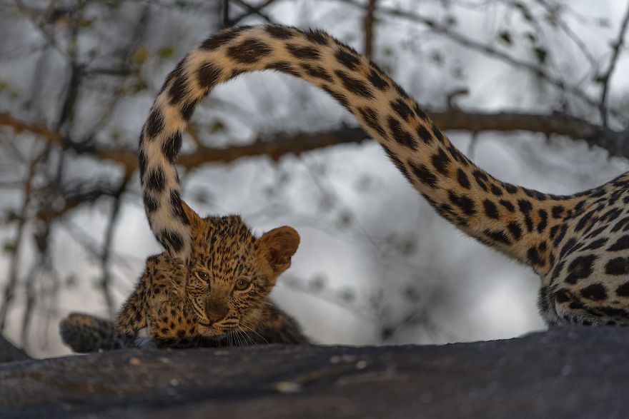 Kitten (Remarkable Award In Animals In Their Environment Category)