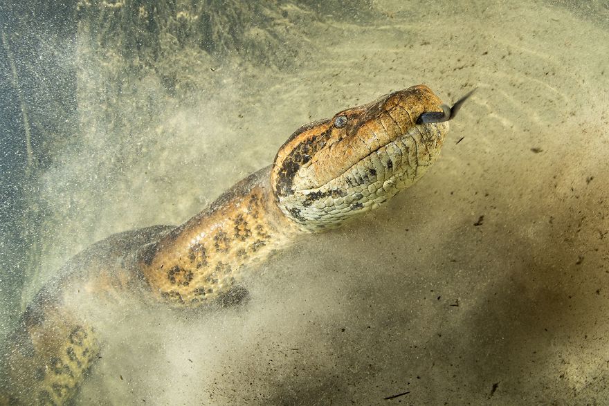 From The Cloud (Remarkable Award In Animals In Their Environment Category)